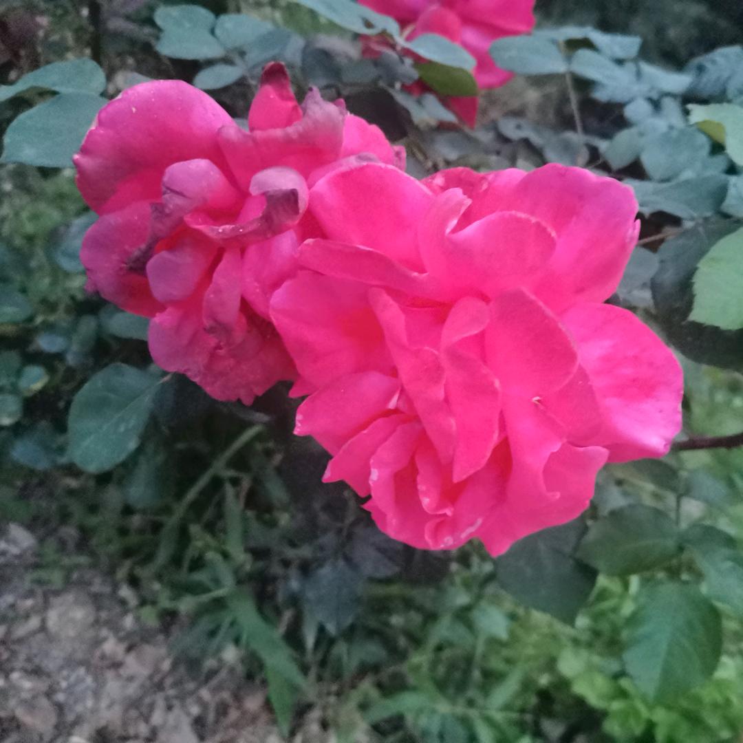 可爱抱抱熊😚