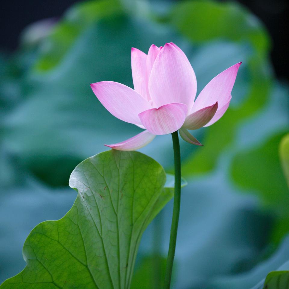 刘老师速算课堂