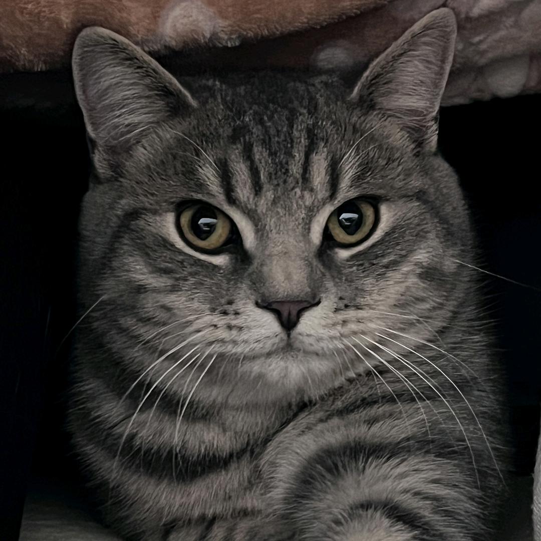 爱跑酷的小飞蓬