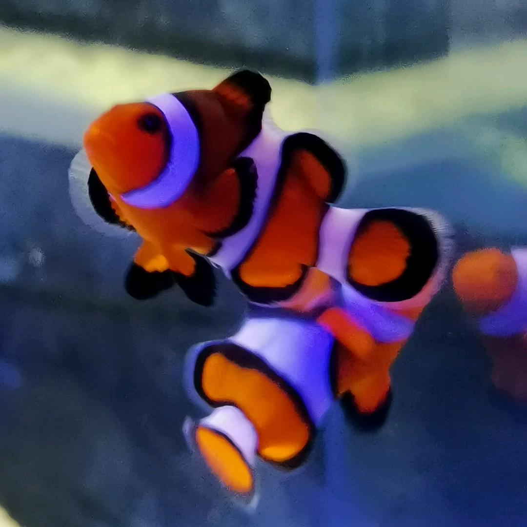 青岛鑫源美海洋生物（官方账号）