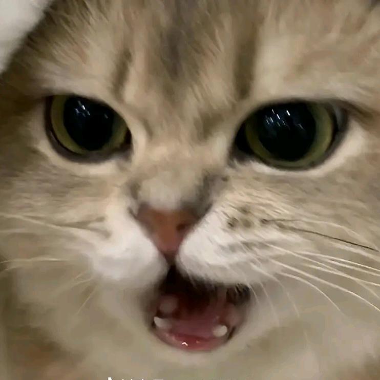 小N