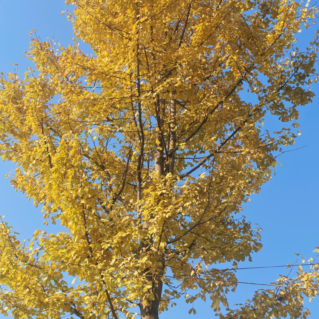 ℳ*初见/❤️꧔ꦿ᭄