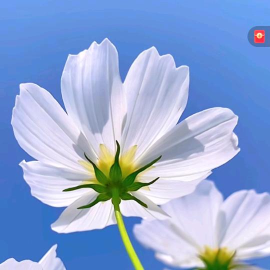 云歌