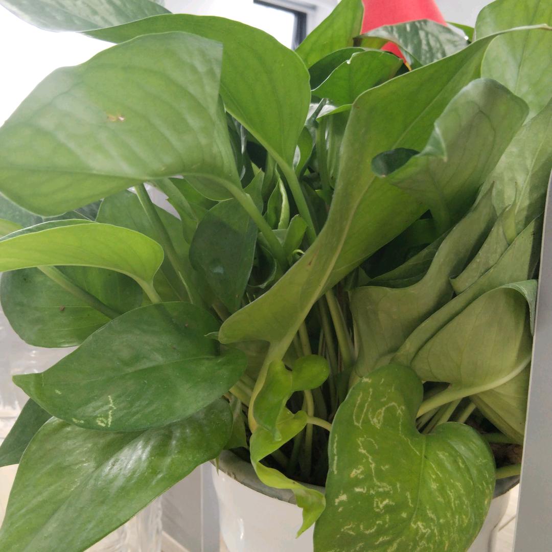 家政职业规划师燕老师