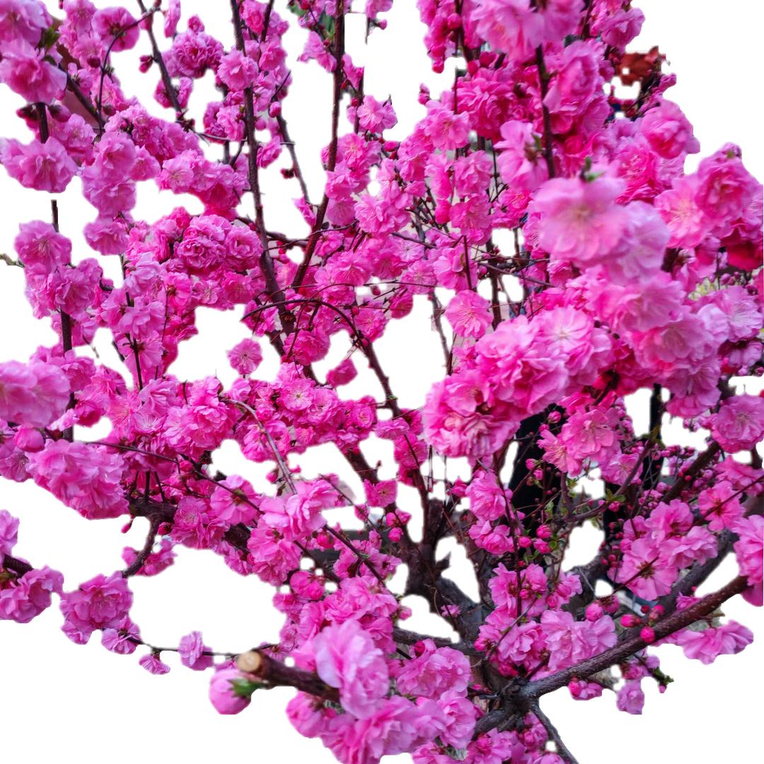 花好月圆.