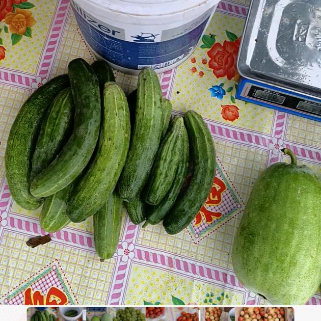 支个菜摊