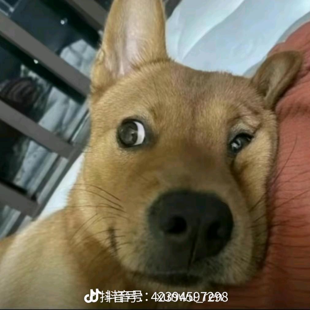 小  黑  粉