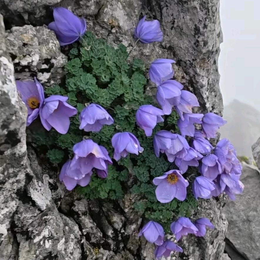 小娅吖