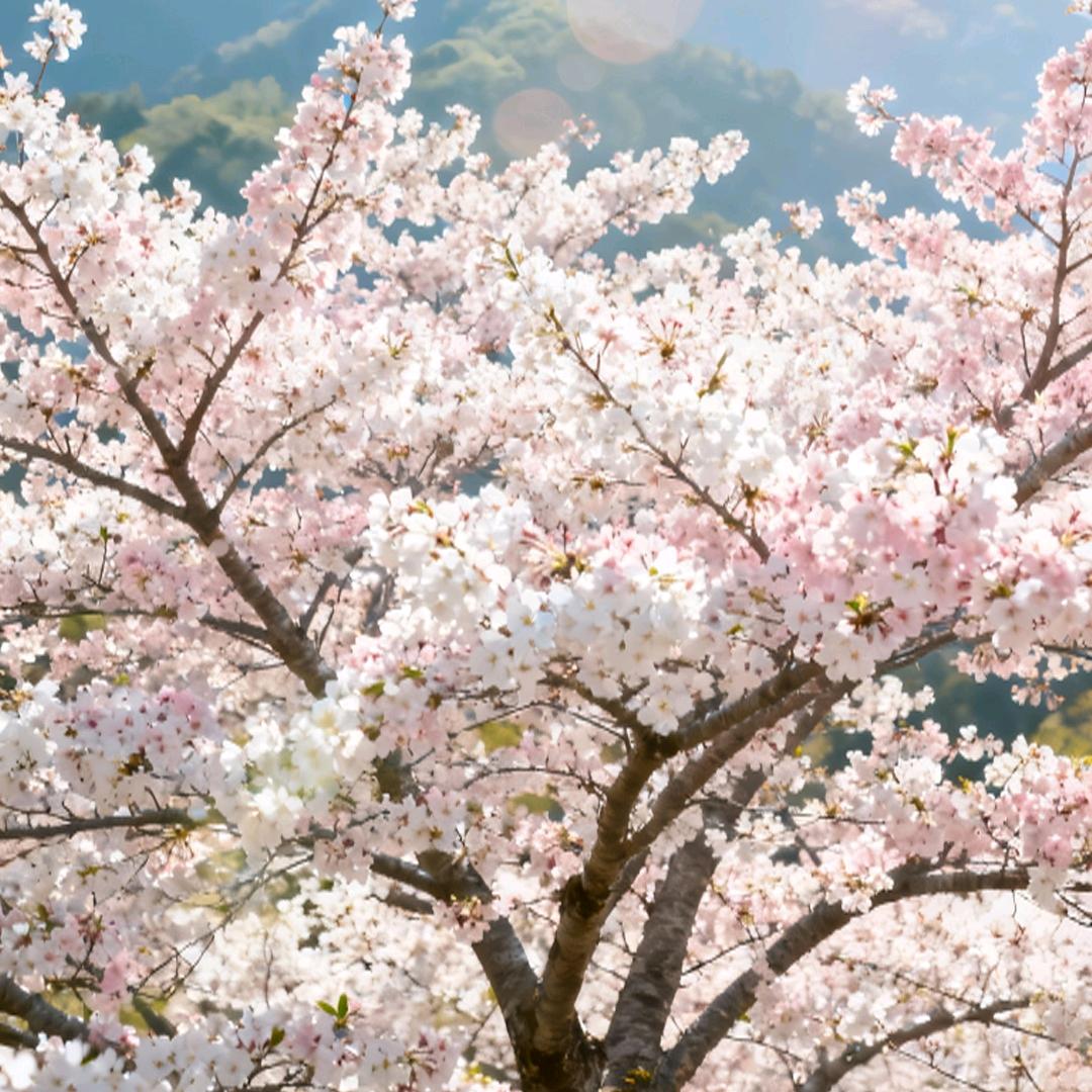诗和远芳