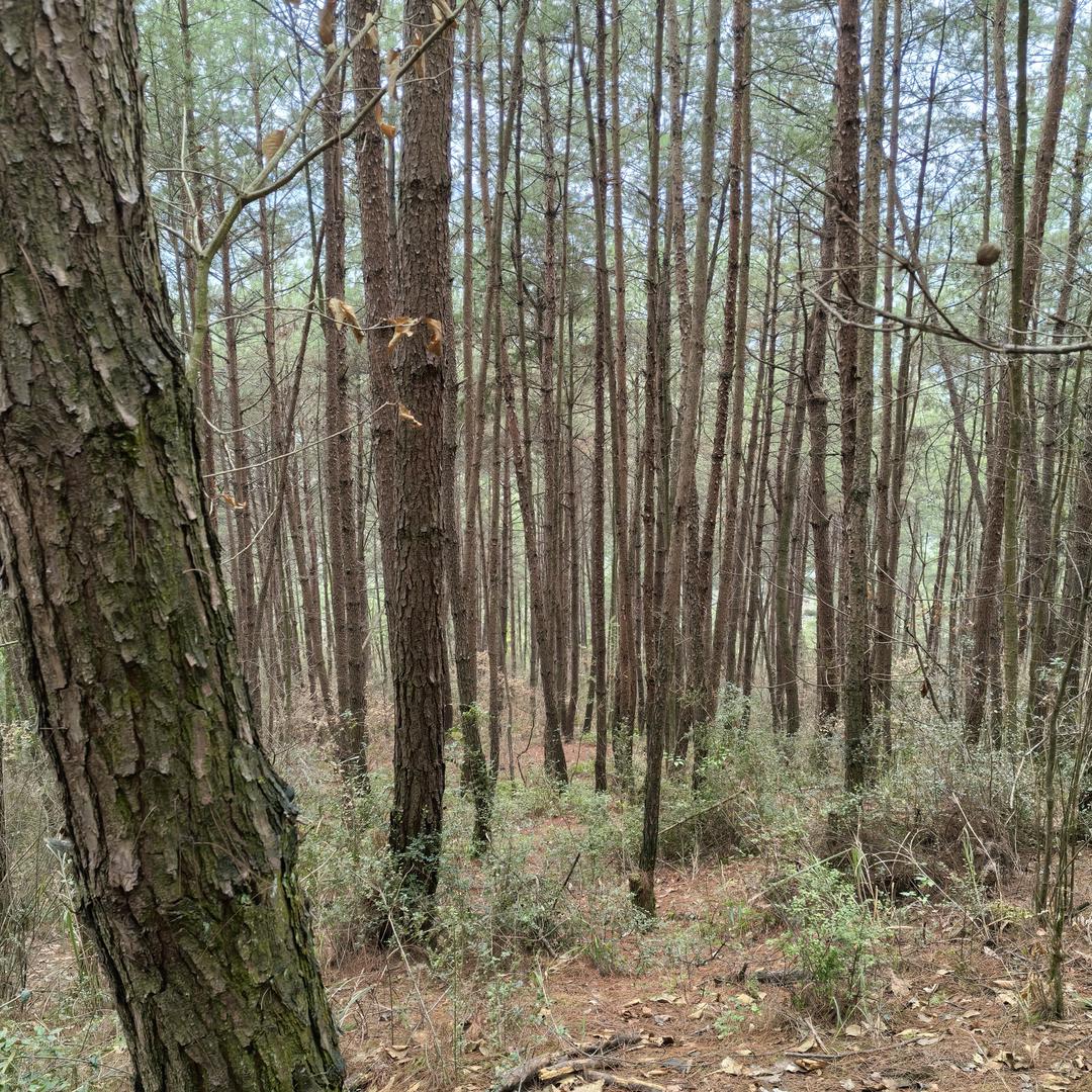 山野人家