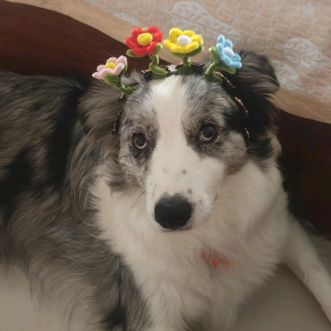 🐶葱花露营🏕️去撒欢