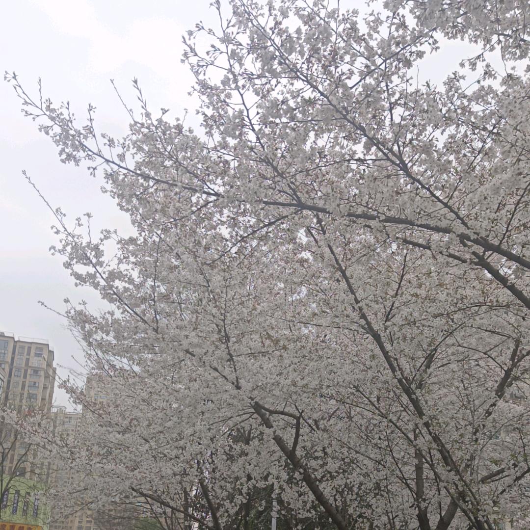 阿三不才