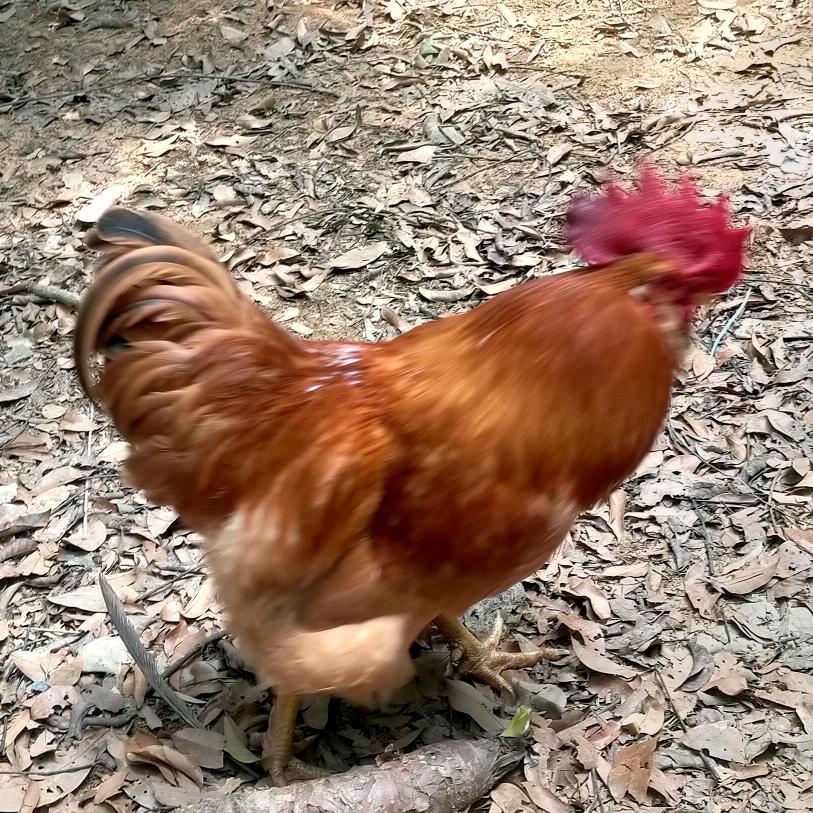 邓路吓山态谷子鸡