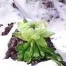 蒲公英的约定