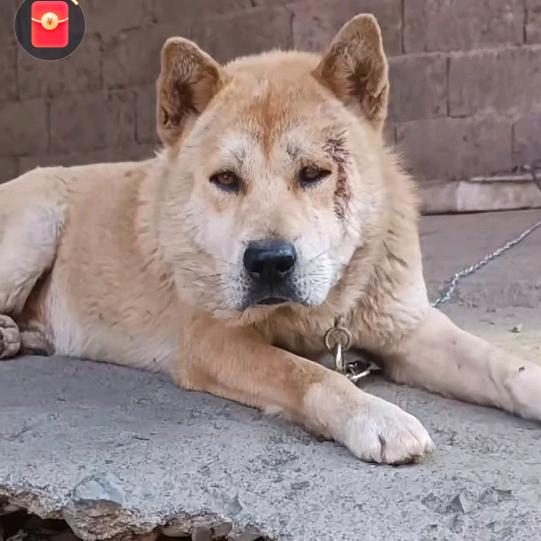 颜2哥 爱养狗