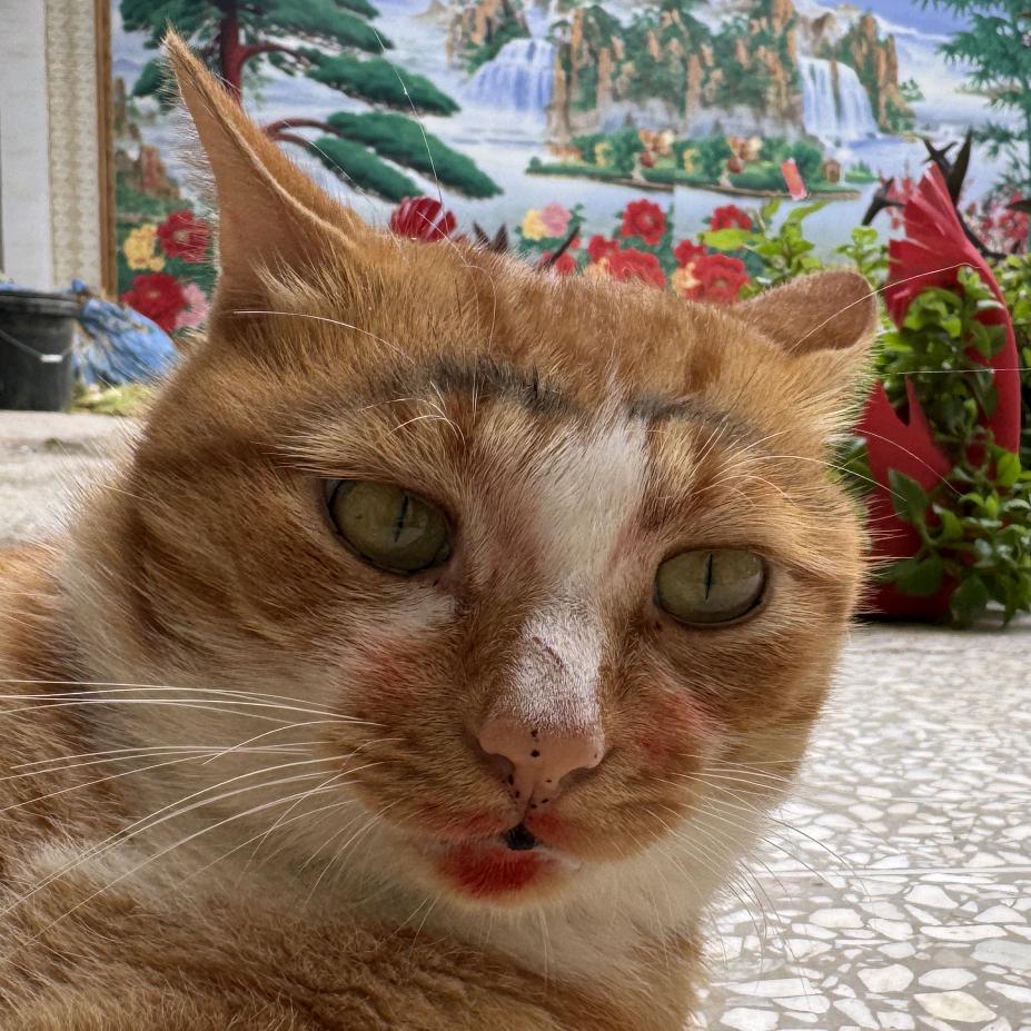 小赛罗🐱