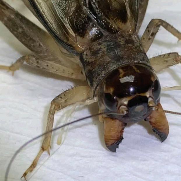 印钞机精品蟋蟀