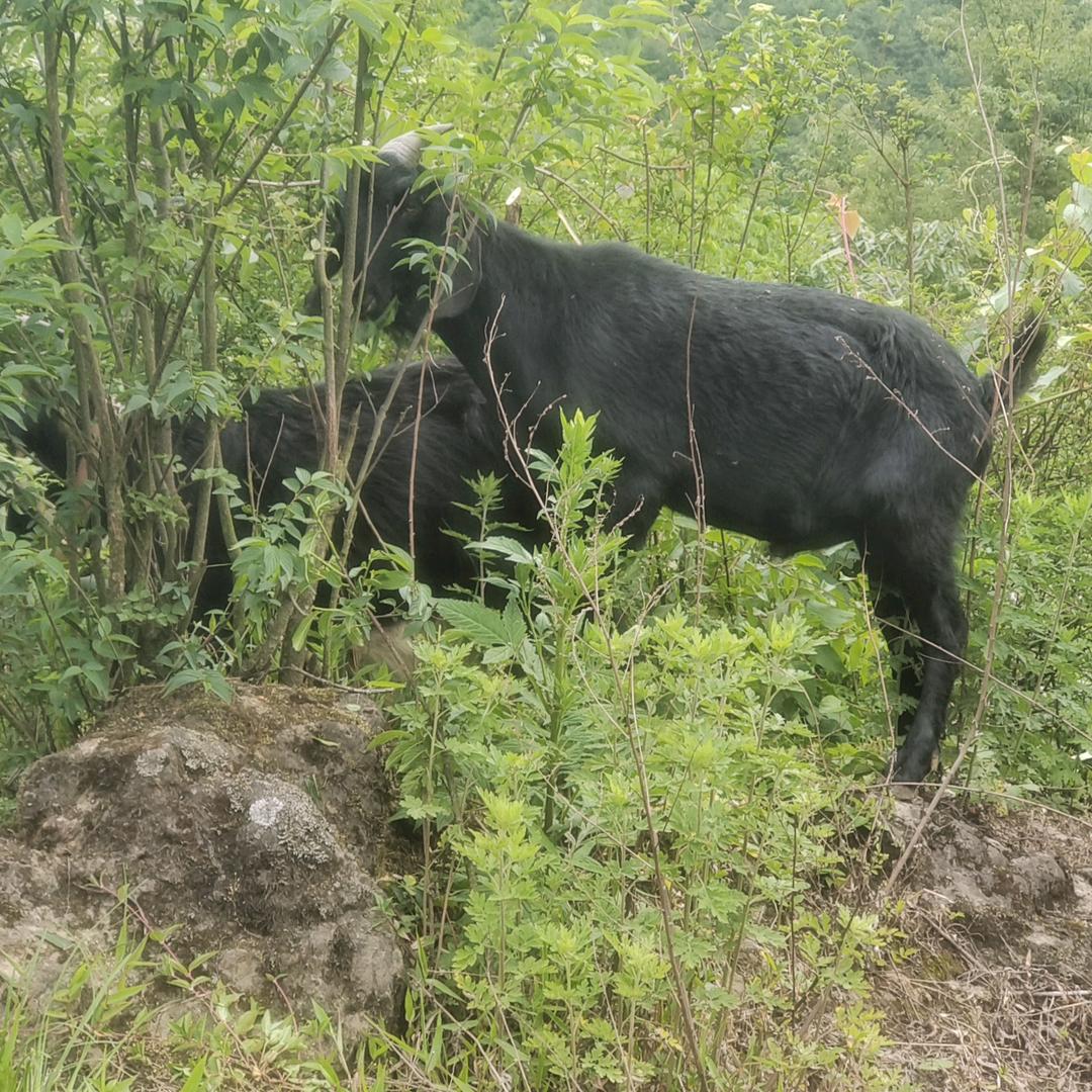 (:振兴，耕耘'')放羊（罗一）