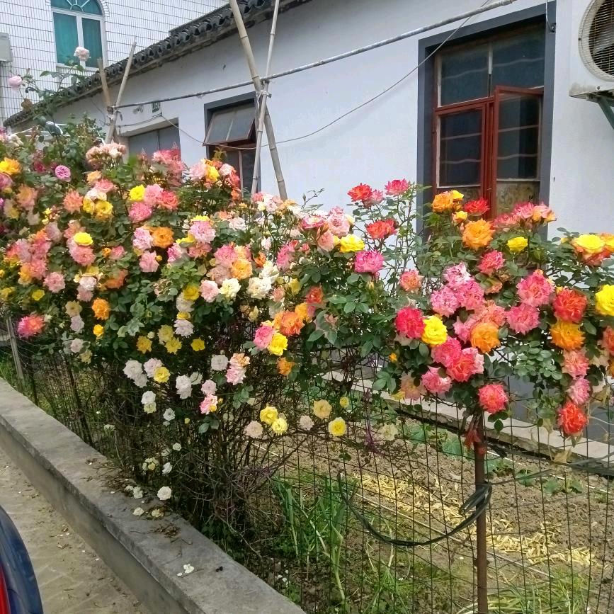 单身直播间