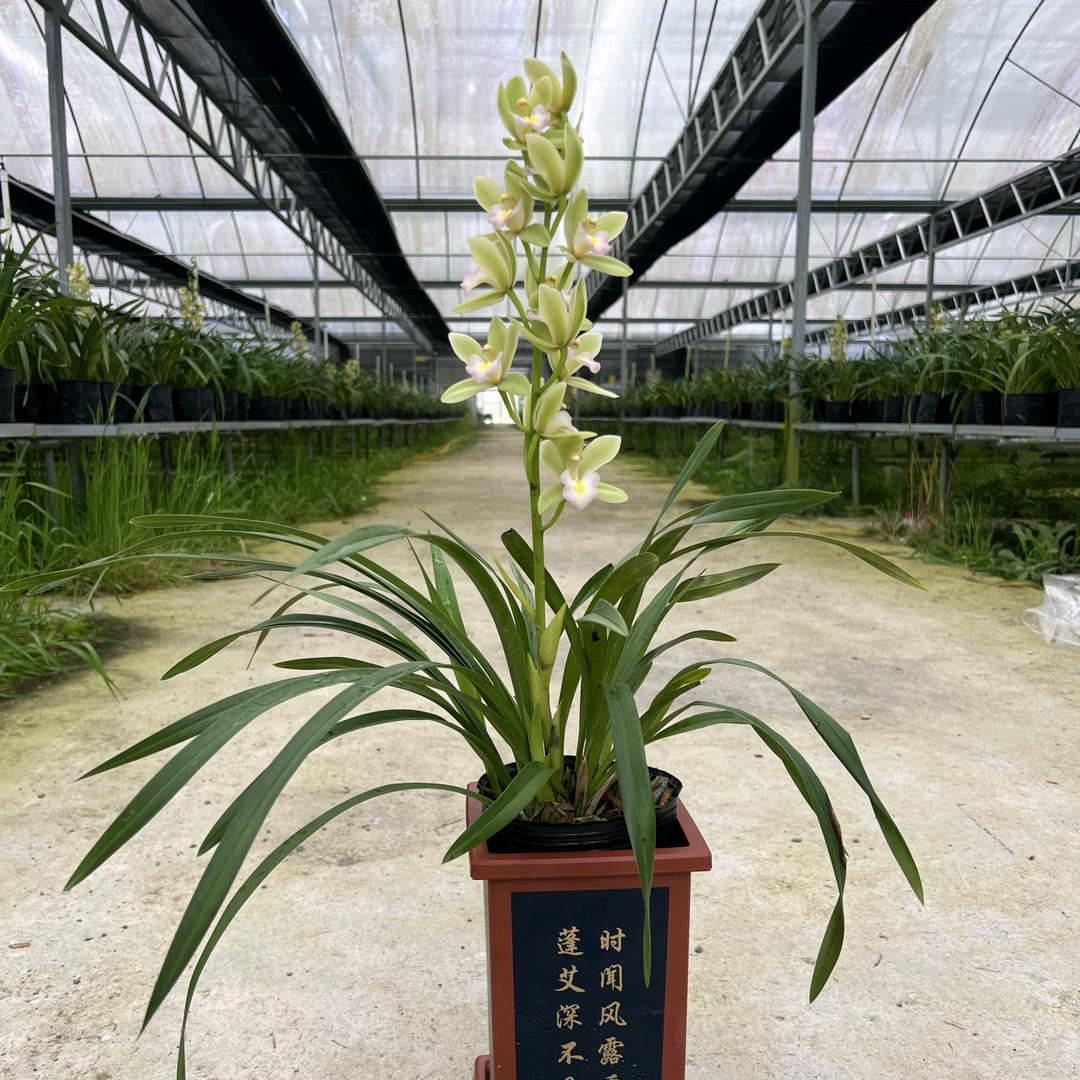 大壮兰园（屏南兰花）