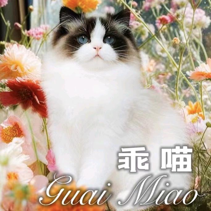 乖喵‖布偶猫