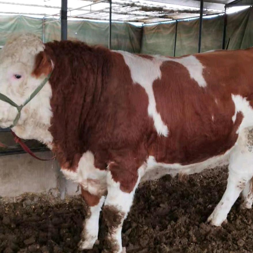 农村肉牛养殖基地。王姐