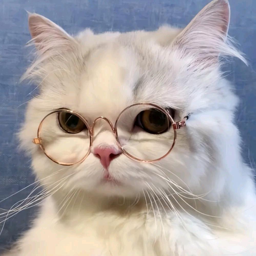猫果果