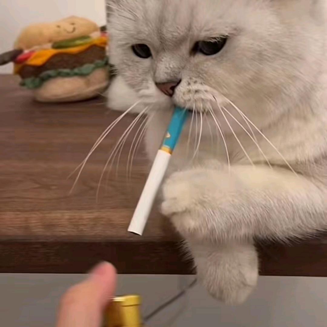 猪头是的念着倒