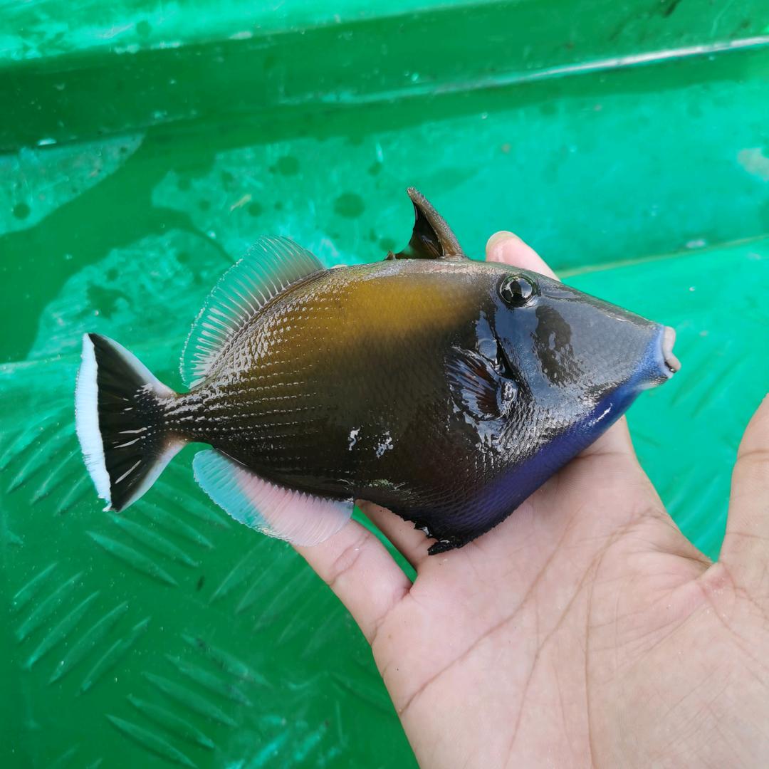 陵水赶海黄向导