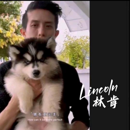 马来西亚人Lincoln林肯