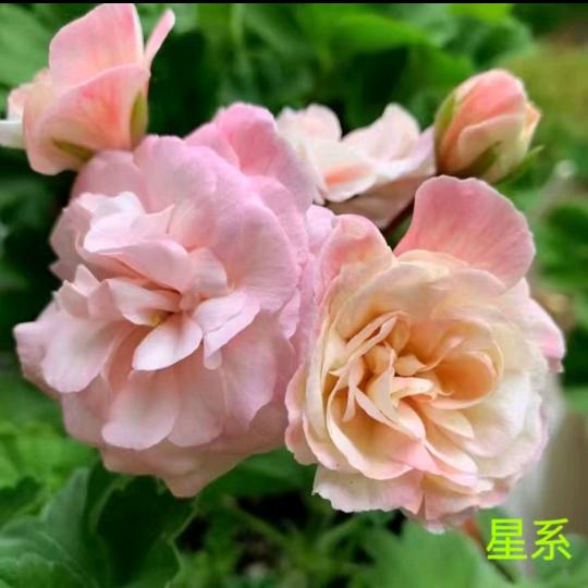 三宝花卉园艺