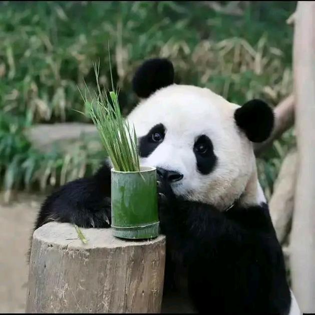 小鱼爱番茄