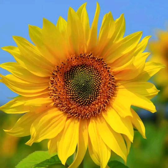 边城茶峒《书香苑》民宿