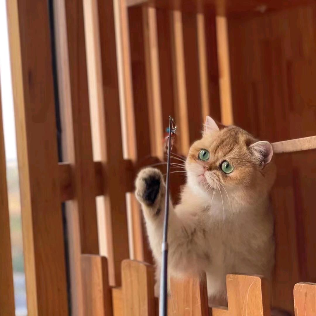 小婷老师家的金渐层