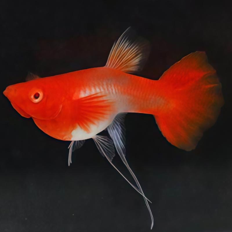 鸿运孔雀鱼馆