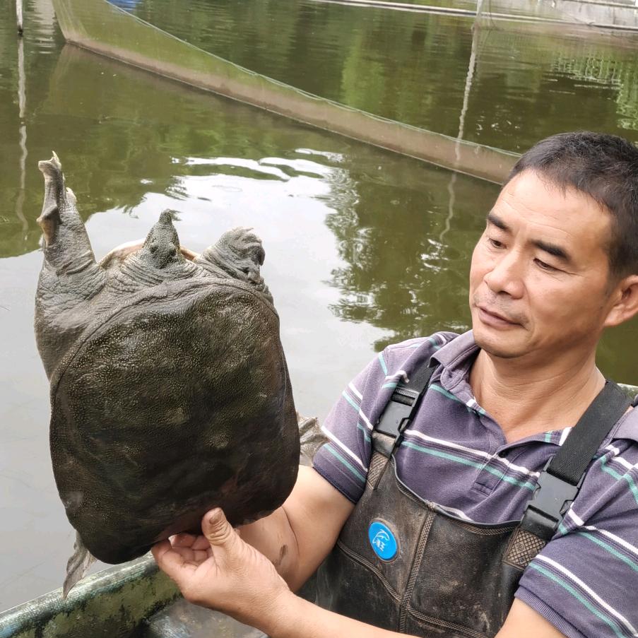 生态牧草猪肉