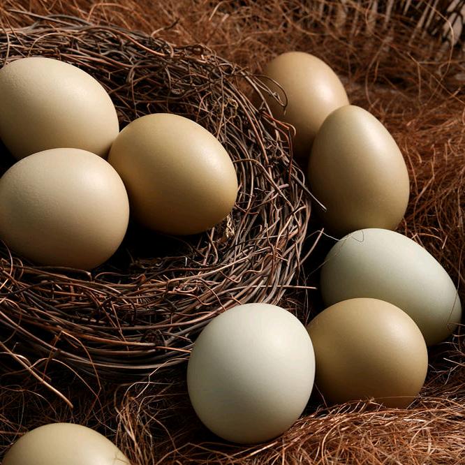 绍兴市柯桥区小越子园艺场的小店个体店