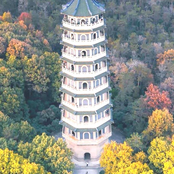 梧桐