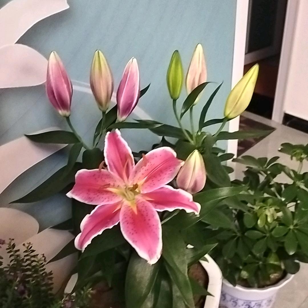 百合