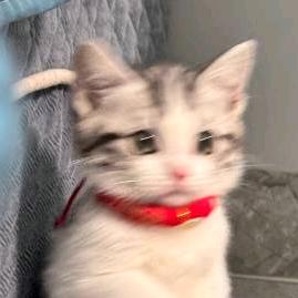 猫meme日记