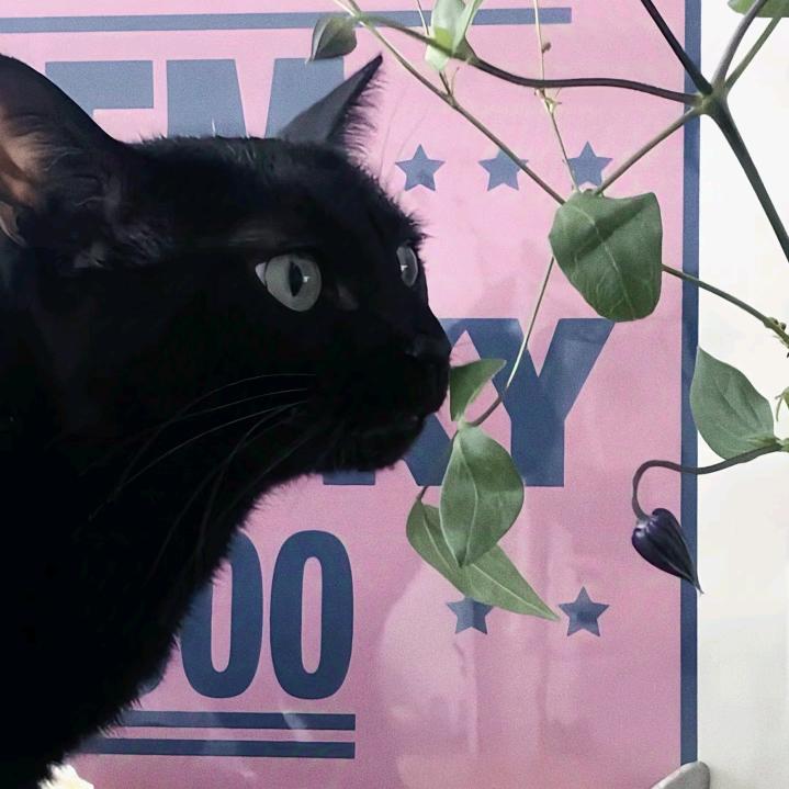 Arrogant.(见过陈奕迅版)