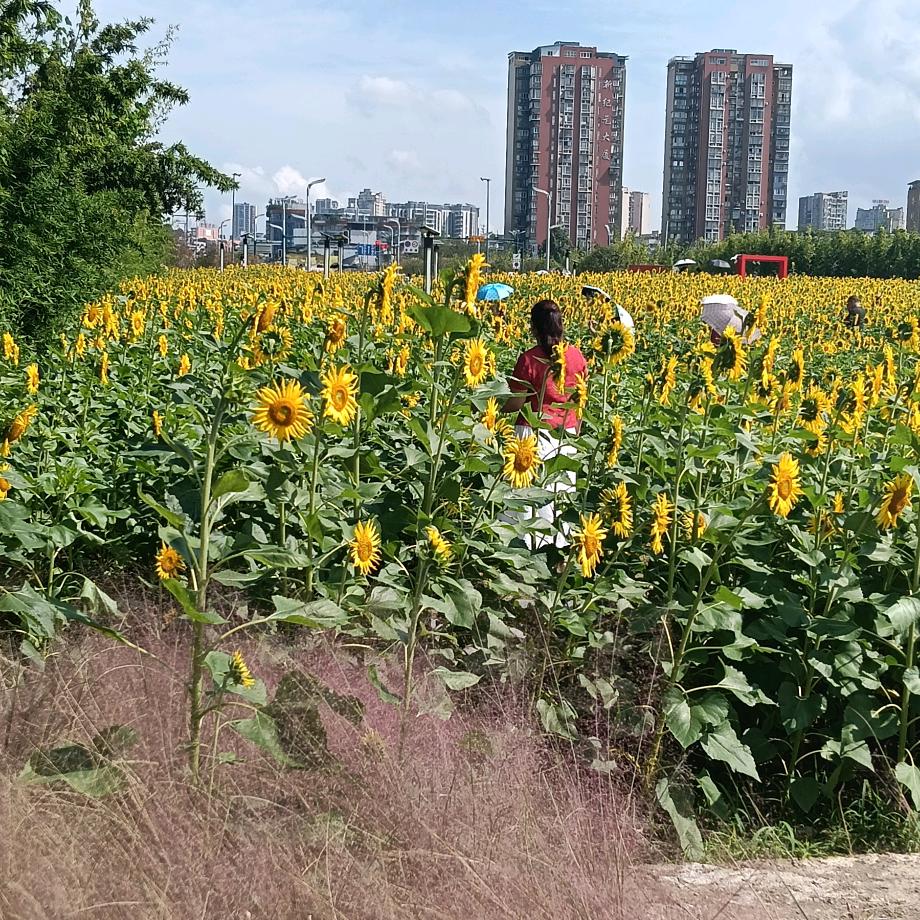 春风🌲重生🌳🌻