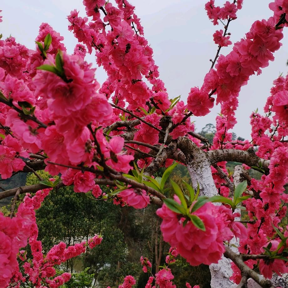 方圆