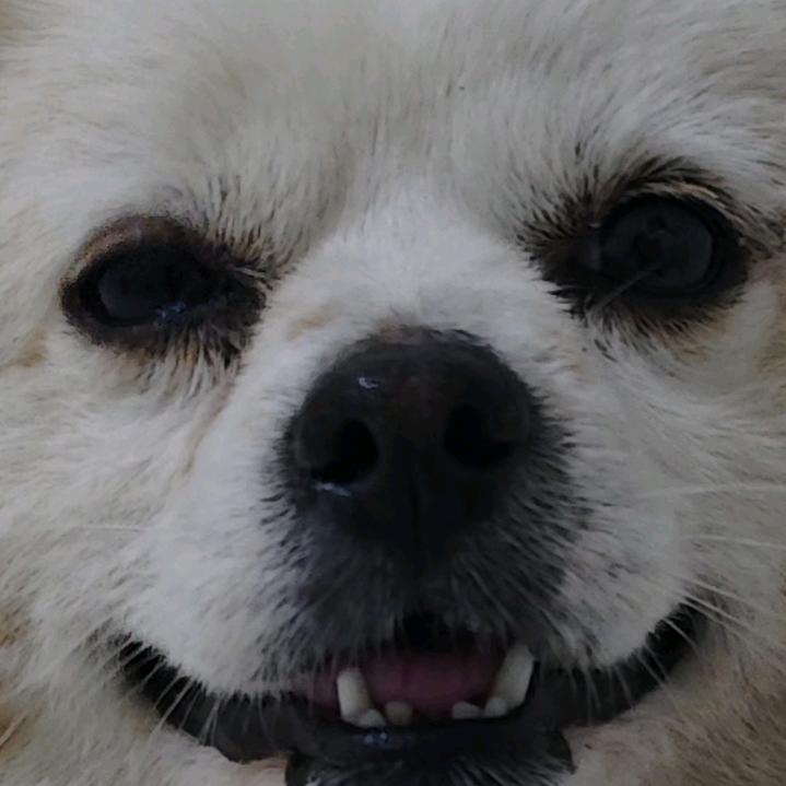 呼呼哒