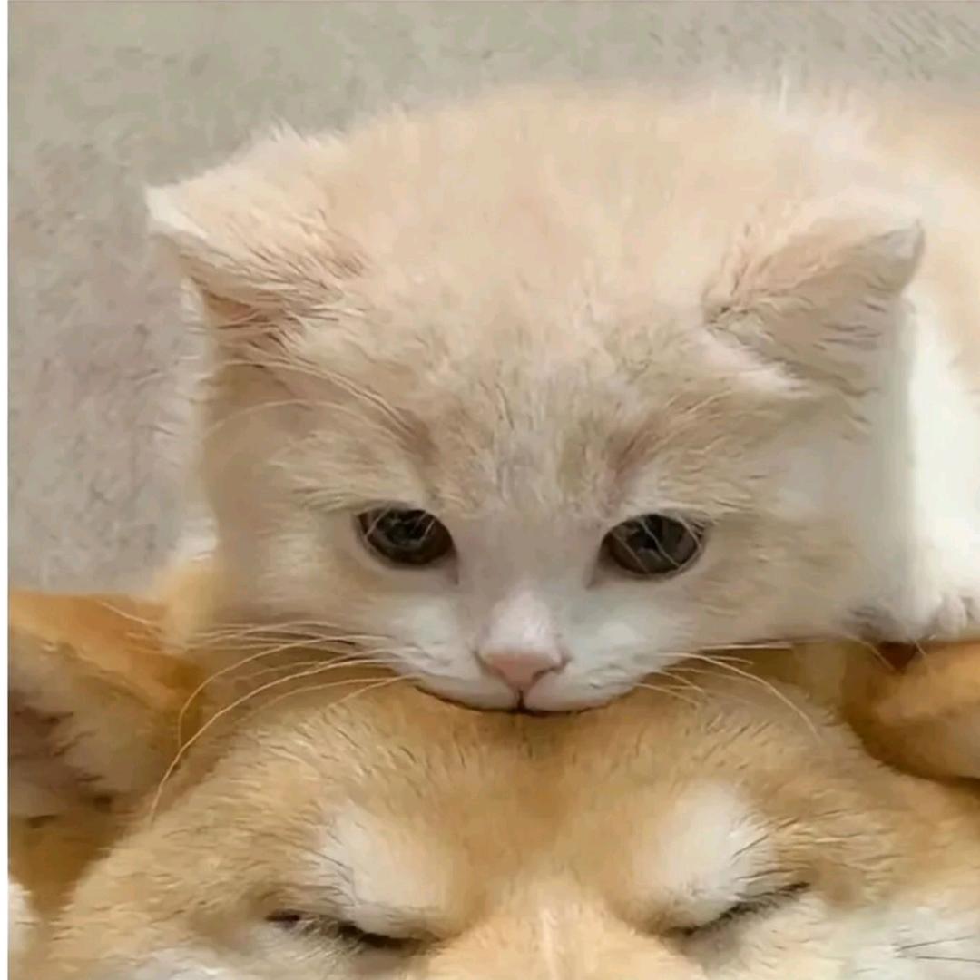 不用管 拜托 🙉