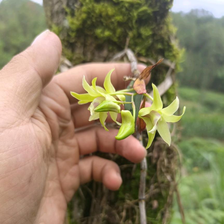 一只松鼠。头像