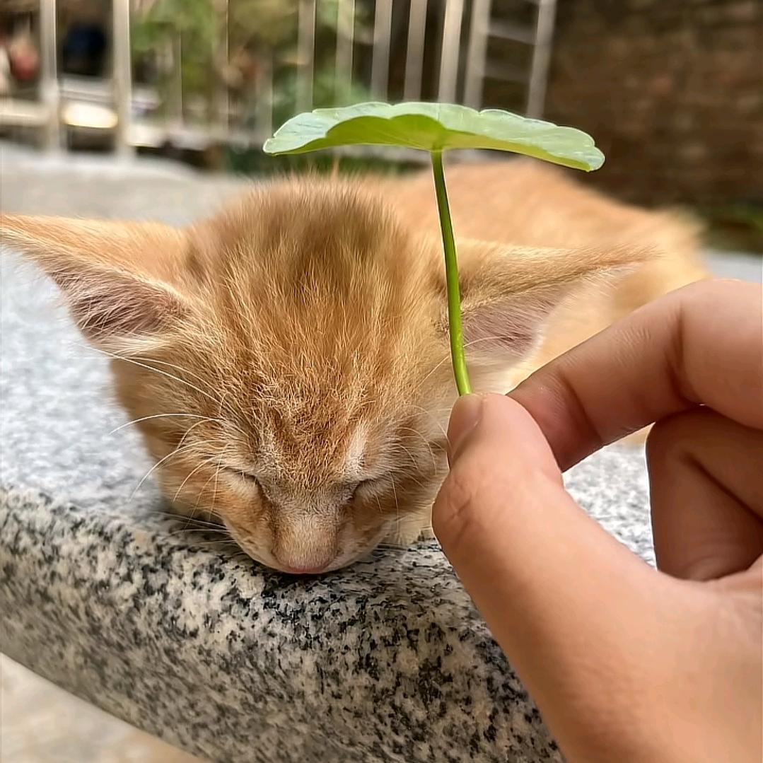 ୧⍤⃝🌻