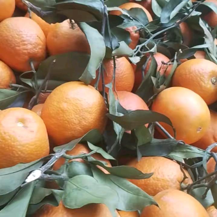 橙🍊🍊