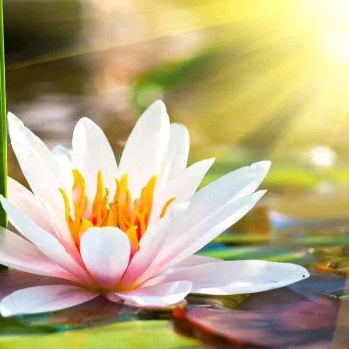 莲花