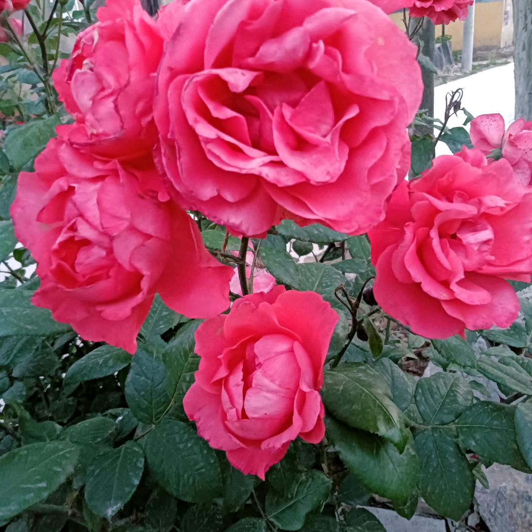 你的朋友心宽长寿